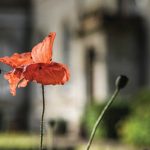 peaceful-garden-bee-on-a-red-poppy-flower-letton-hall